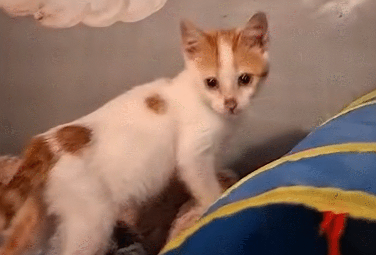 Woman Investigates Soft Cries From Dumpster, Discovers Terrified Kitten