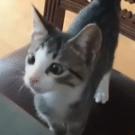 Couple Welcomes Two Orphaned Kittens — And Their Calm Home Is Never the Same