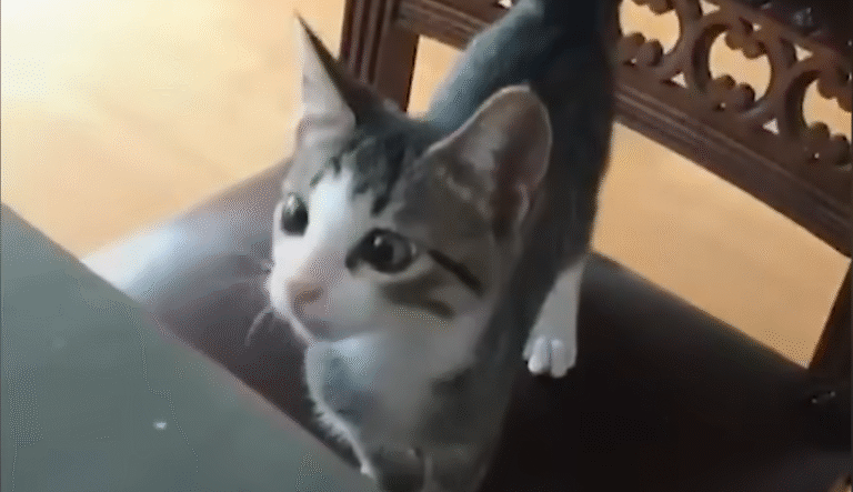 Couple Welcomes Two Orphaned Kittens — And Their Calm Home Is Never the Same