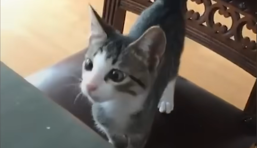 Couple Welcomes Two Orphaned Kittens — And Their Calm Home Is Never the Same