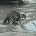 Stray Cat Sipping From dirty Puddle Wins Hearts With Adorable Meow