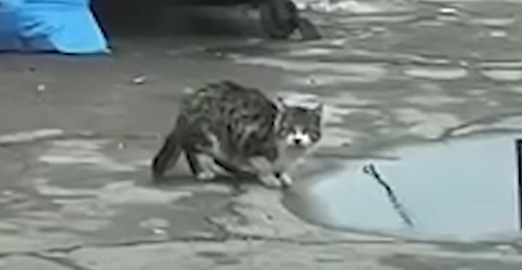 Stray Cat Sipping From dirty Puddle Wins Hearts With Adorable Meow