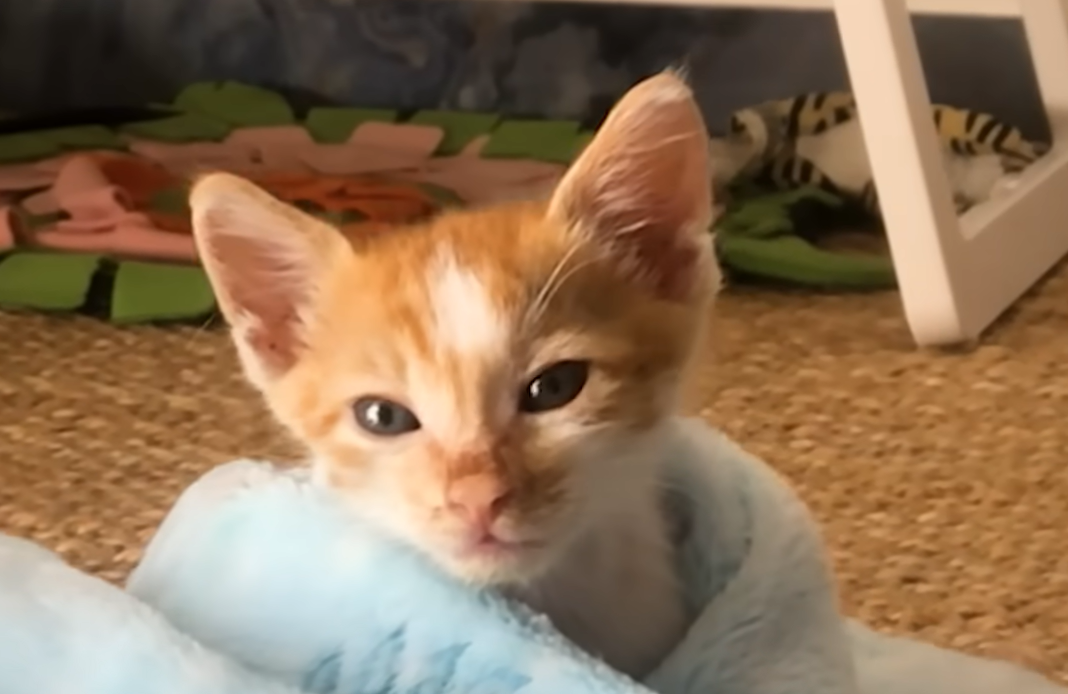 Motorcyclist Rescues Tiny Kitten After It Falls From Moving Vehicle