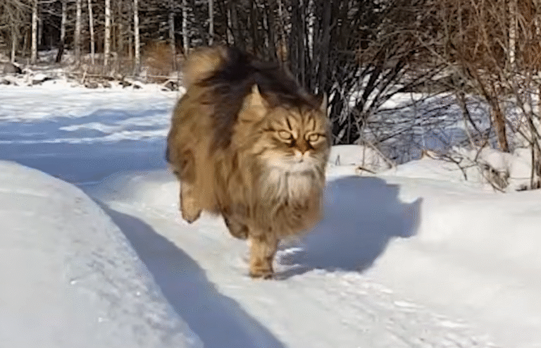 Senior Cat Rackarkatten Dominates Snow Races Against Owner Magnus Every Single Time