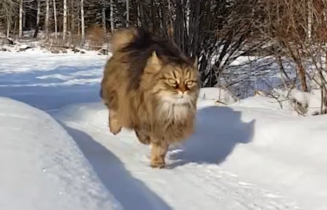 Senior Cat Rackarkatten Dominates Snow Races Against Owner Magnus Every Single Time
