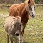 33-Year-Old Blind Pony Discovers Lifelong Guide in Grieving Mini Donkey