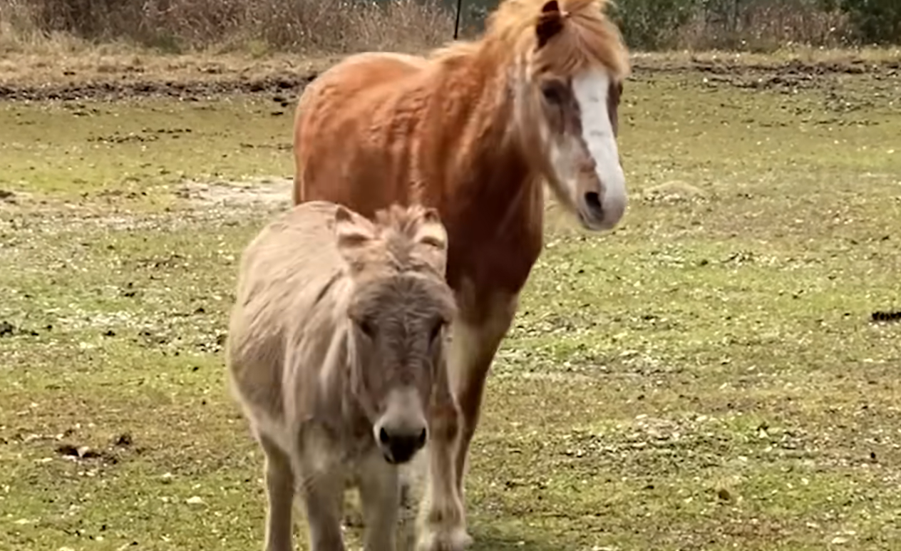 33-Year-Old Blind Pony Discovers Lifelong Guide in Grieving Mini Donkey