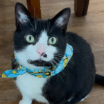 Shy Tuxedo Cat Otis Finds Loving Home After Months of Shelter Rejections