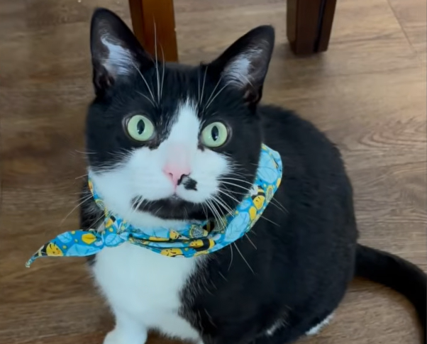 Shy Tuxedo Cat Otis Finds Loving Home After Months of Shelter Rejections