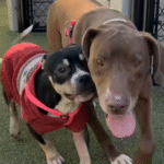 Dumped Dogs Flower and Bambi Cling Together in Shelter Heartbreak, Refusing to Face Fear Alone