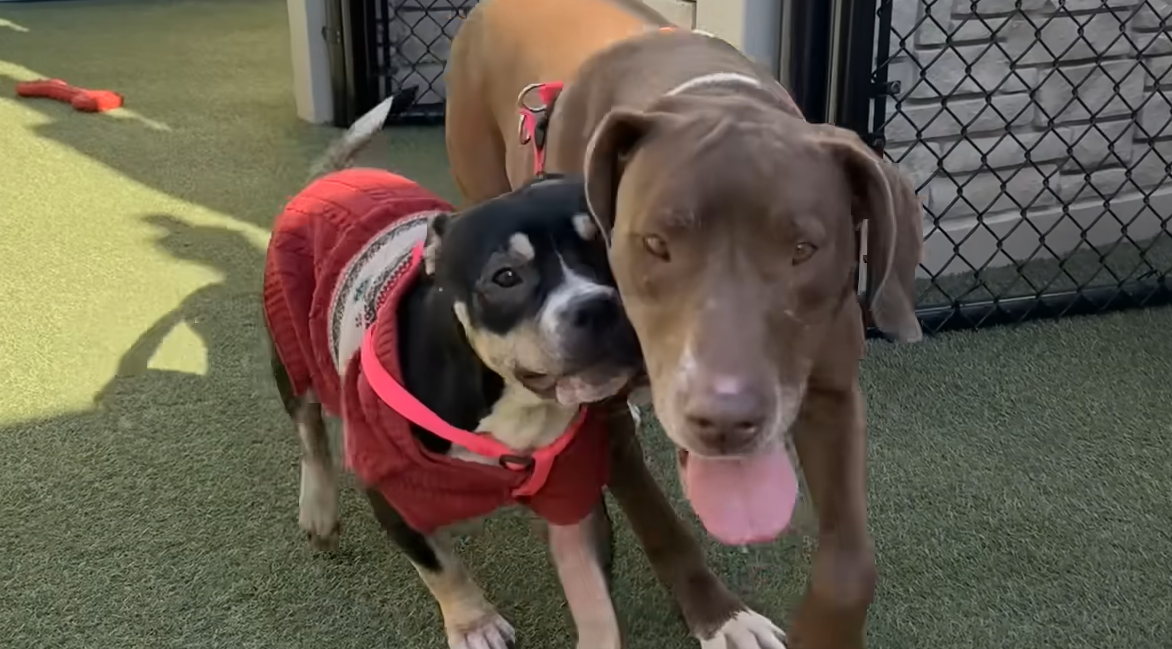 Dumped Dogs Flower and Bambi Cling Together in Shelter Heartbreak, Refusing to Face Fear Alone