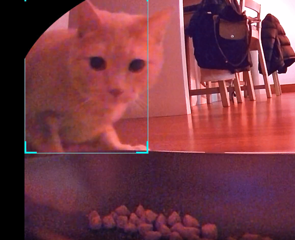 Cat Placed on Strict Diet, But Petcam Catches His Hidden Habit