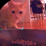 Cat Placed on Strict Diet, But Petcam Catches His Hidden Habit