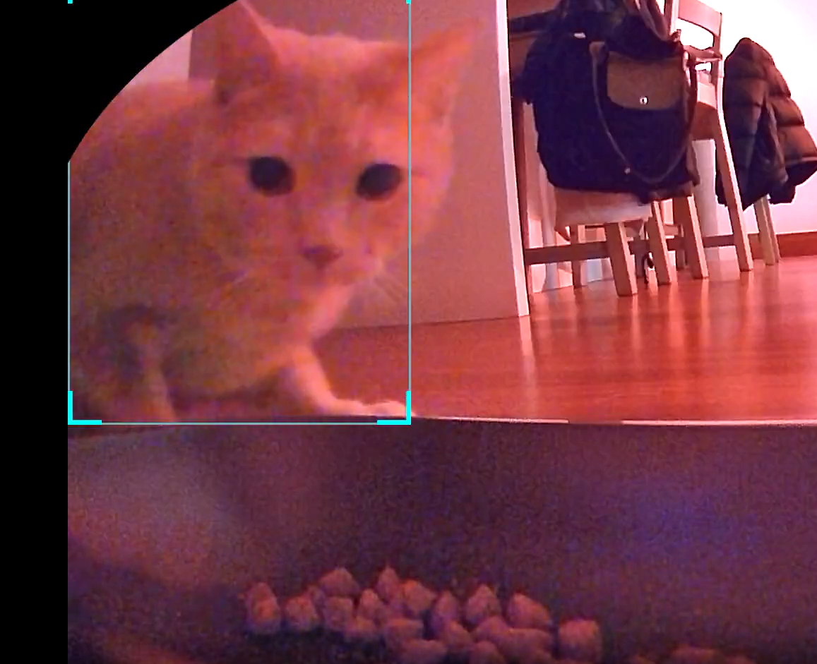 Cat Placed on Strict Diet, But Petcam Catches His Hidden Habit