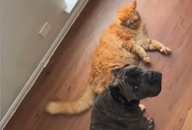 Owner Raises Cane Corso and Cat Side by Side—Now They Act Like True Littermates