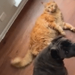 Owner Raises Cane Corso and Cat Side by Side—Now They Act Like True Littermates