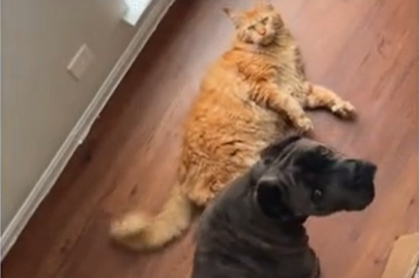 Owner Raises Cane Corso and Cat Side by Side—Now They Act Like True Littermates
