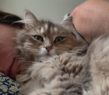 Woman Shares Emotional Insight About Her Loyal Cat - 'She's Always By My Side'