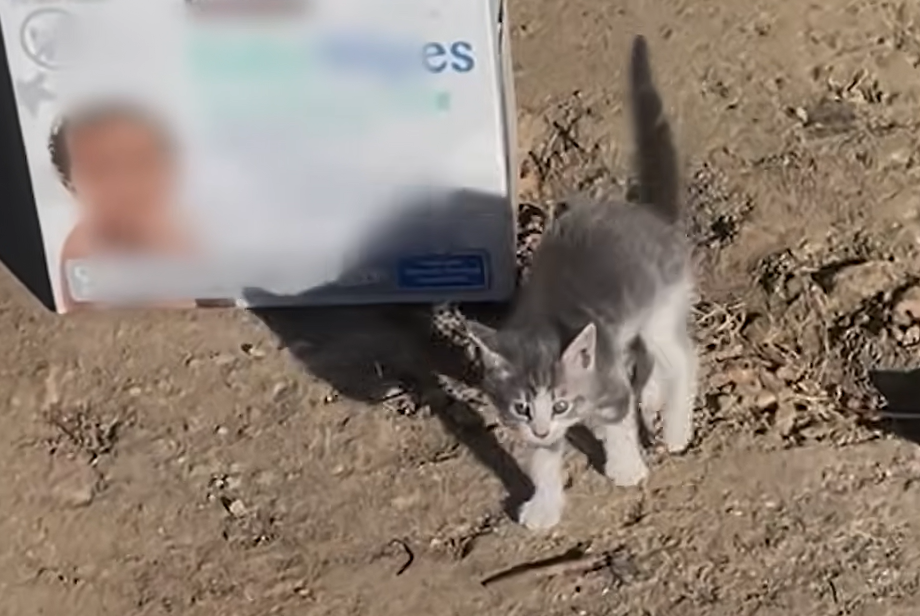 Abandoned Kittens Crammed in Diaper Box Find Ideal Forever Homes