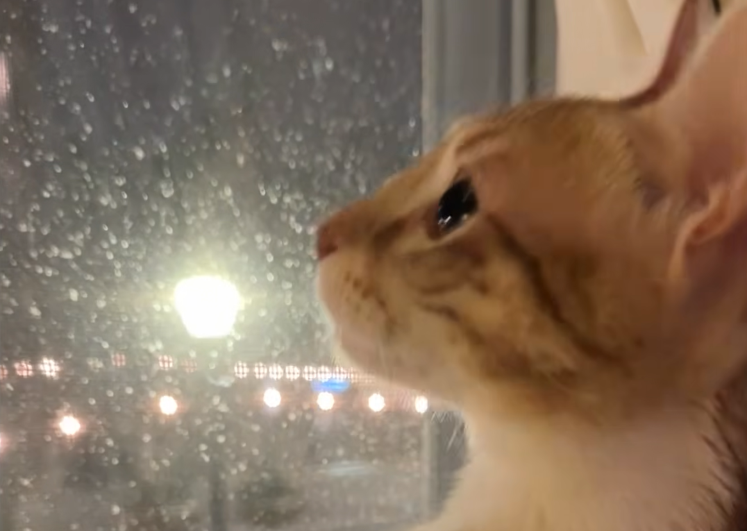 From Moroccan Streets to Snowy Bliss: Rescued Cat Zahra's First Winter Wonderland Captivates the World