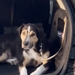 Stray Dog's Audacious Leap: Chooses Family by Jumping into Their Car