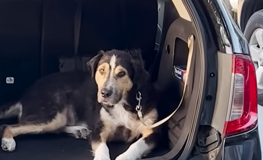 Stray Dog's Audacious Leap: Chooses Family by Jumping into Their Car