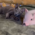 Unlikely Family: Cat and Dog Adopt and Raise Piglet in Tiny Barn