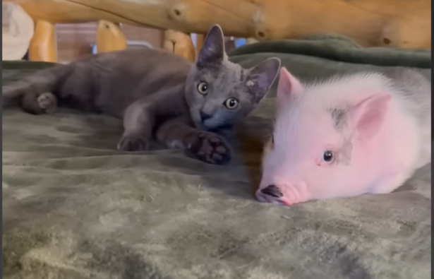 Unlikely Family: Cat and Dog Adopt and Raise Piglet in Tiny Barn