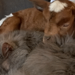 Baby Goat Convinced She's a Cat After Unlikely Upbringing with Senior Feline