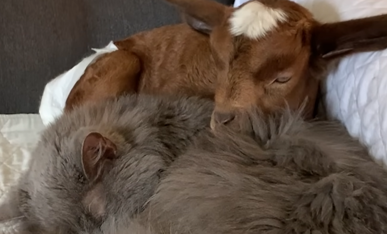 Baby Goat Convinced She's a Cat After Unlikely Upbringing with Senior Feline