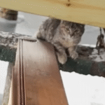 Miracle on Ice: Kitten's Desperate Cries Lead to Heartwarming Rescue from Frozen Beam