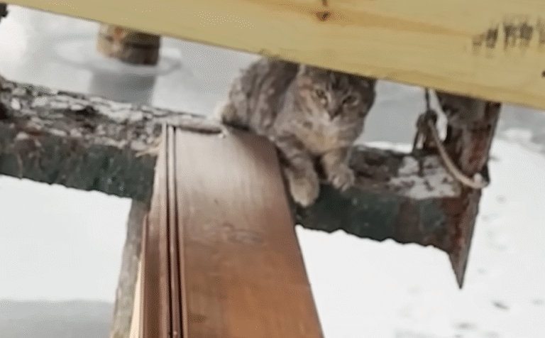Miracle on Ice: Kitten's Desperate Cries Lead to Heartwarming Rescue from Frozen Beam