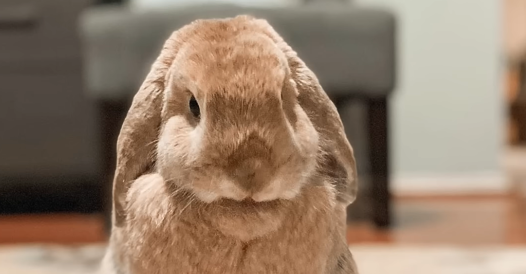 Rescue Bunny Basil Proves Rabbits Pack Serious Smarts