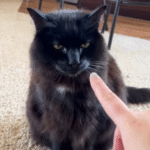 Owner Reaches Out to Pet Cat - What Happens Next Sends Internet Into Hysterics