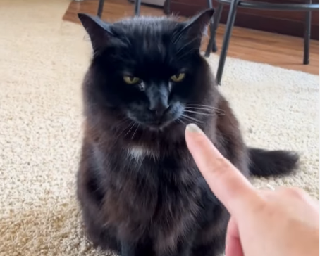 Owner Reaches Out to Pet Cat - What Happens Next Sends Internet Into Hysterics