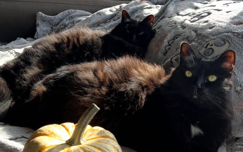 Owner Reaches Out to Pet Cat - What Happens Next Sends Internet Into Hysterics