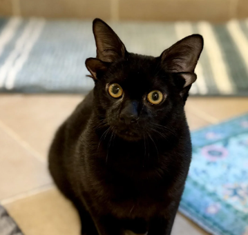 Hearts Melt Over Rare 'Double-Eared' Foster Kitten Searching for a Forever Home