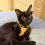 Hearts Melt Over Rare 'Double-Eared' Foster Kitten Searching for a Forever Home