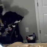 Woman Baffled by Husband's Missing Meds - Security Cam Reveals Cat's Surprising Role