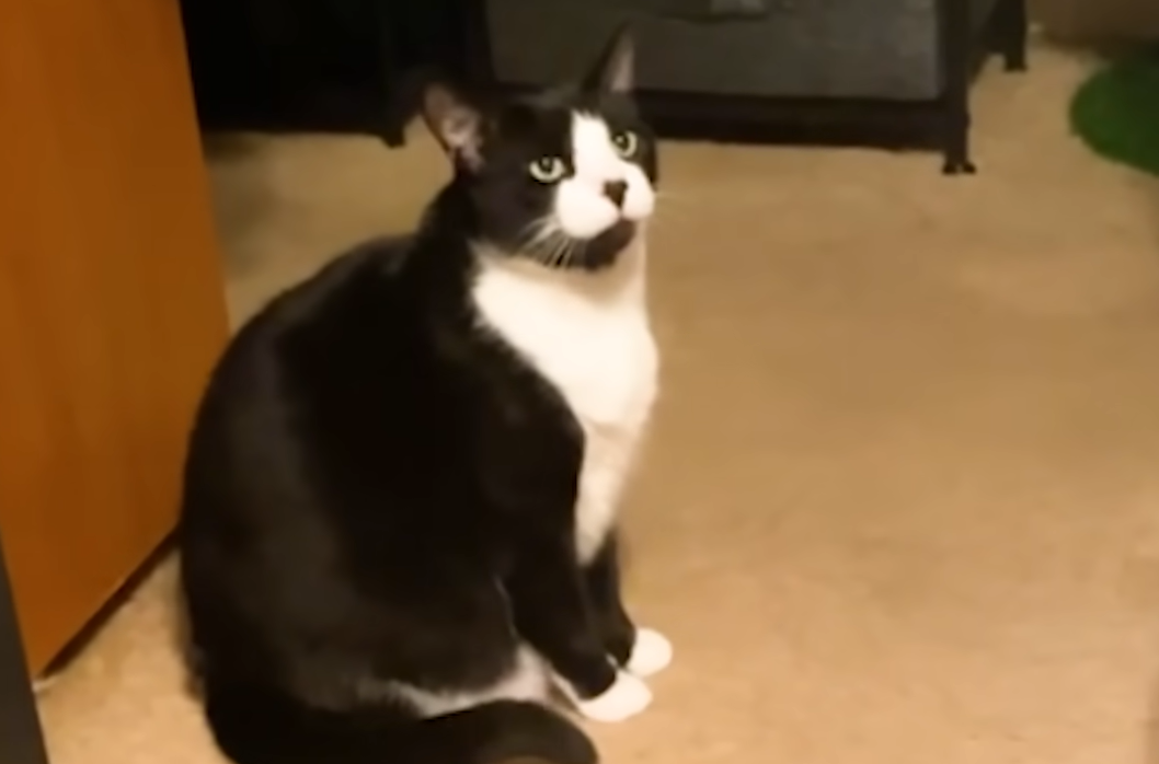 Oreo the Cat Enforces Strict Personal Space Rules with Mom's Boyfriend