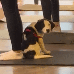 Puppy Declares His Forever Mom in Heart-Stealing Yoga Class Moment