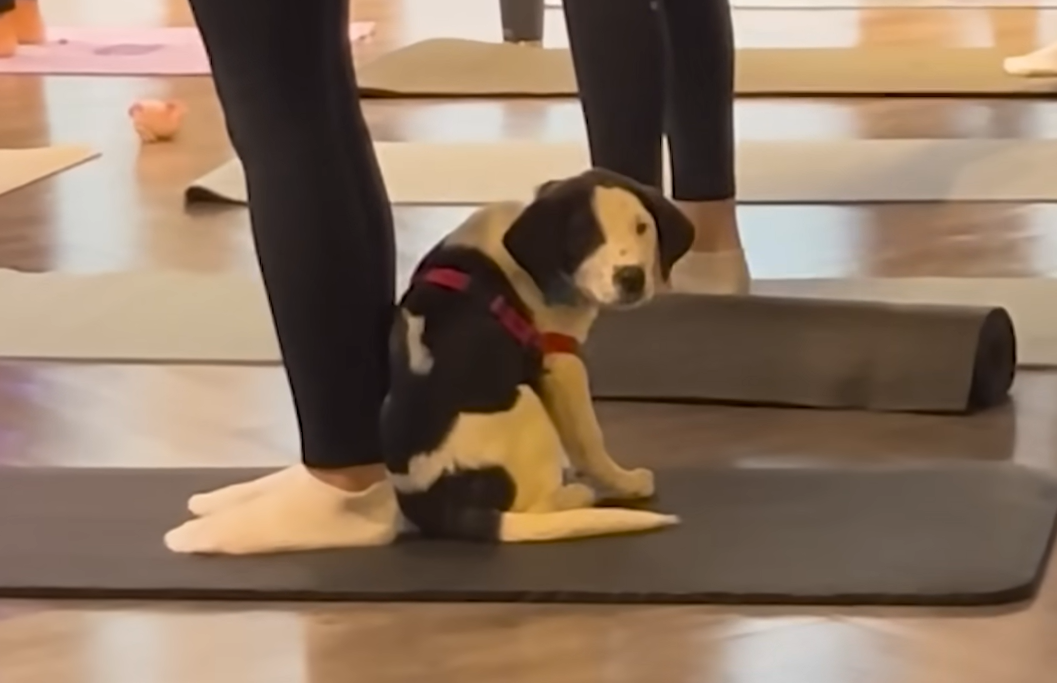 Puppy Declares His Forever Mom in Heart-Stealing Yoga Class Moment