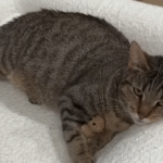 Pregnant Stray Cat Nibbles Braves Snowstorm to Find Family's Door: A Tale of Rescue and Resilience