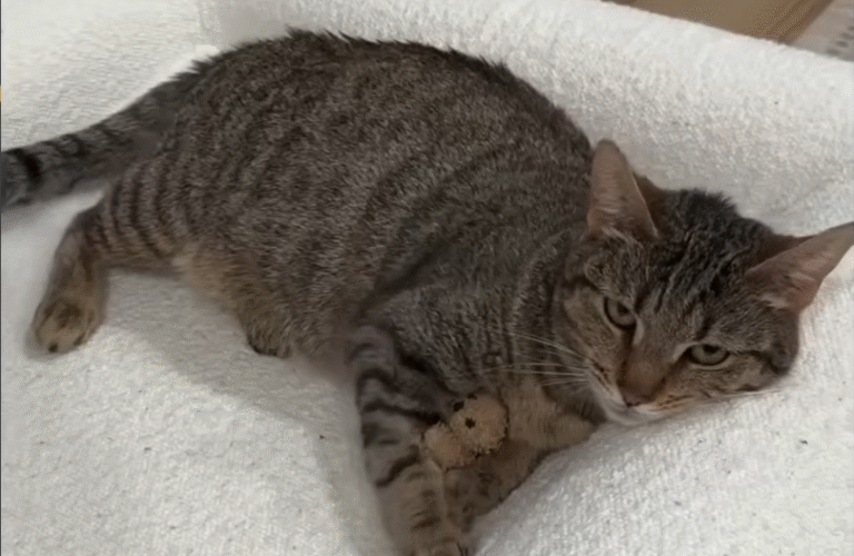 Pregnant Stray Cat Nibbles Braves Snowstorm to Find Family's Door: A Tale of Rescue and Resilience