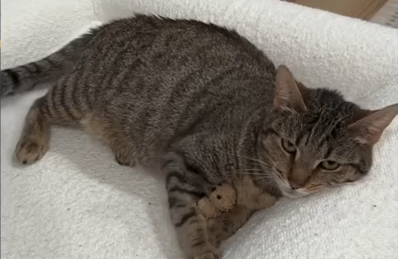 Pregnant Stray Cat Nibbles Braves Snowstorm to Find Family's Door: A Tale of Rescue and Resilience