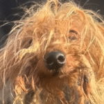 From Trash Chute Nightmare to Joyful Revival: Senior Yorkie's Unbelievable Turnaround