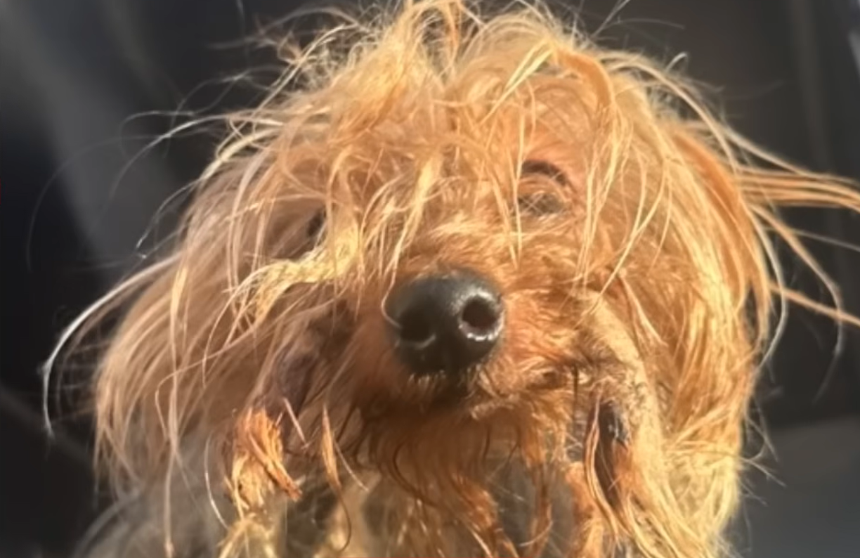 From Trash Chute Nightmare to Joyful Revival: Senior Yorkie's Unbelievable Turnaround