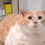 43-Pound Cat Biggie Halves His Weight in Epic Transformation Thanks to Devoted New Mom