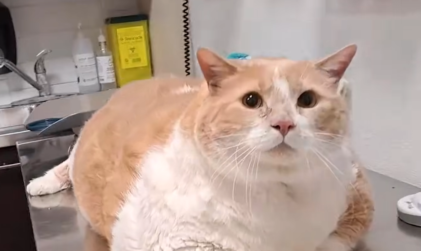 43-Pound Cat Biggie Halves His Weight in Epic Transformation Thanks to Devoted New Mom