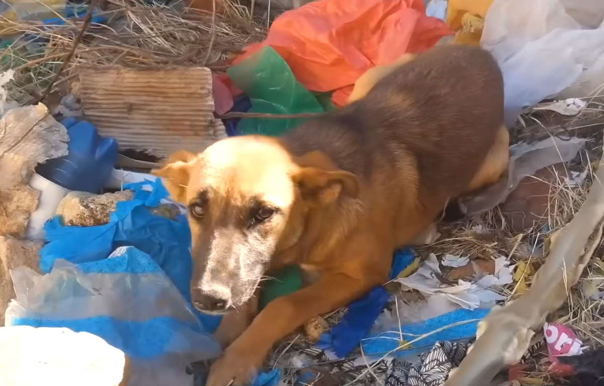 From Dumpster to Darling: Rescued Dog's Endless Paw Pleas for Pets Steal Hearts Worldwide